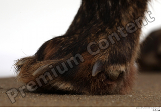 Red fox foot 0006.jpg